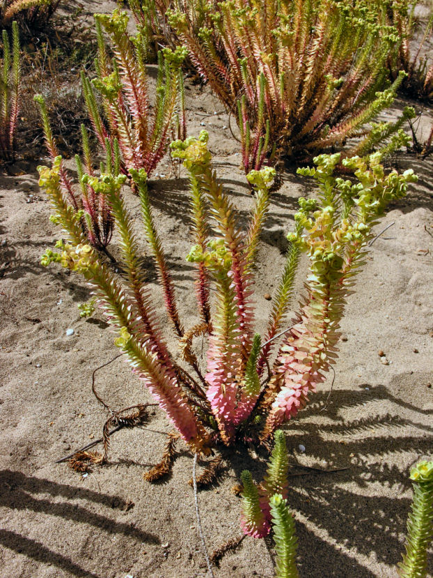 Euphorbia paralias / Euforbia marittima